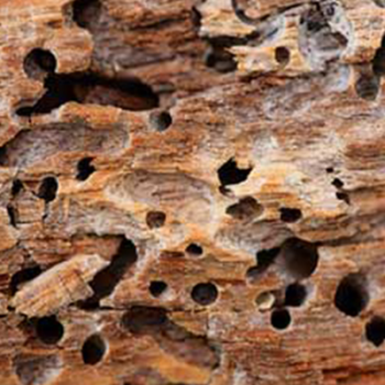 تحلیل عمقی اثرات تخریبی فعالیت آفات بر ساختار چوب