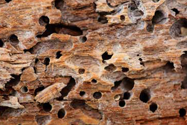 تحلیل عمقی اثرات تخریبی فعالیت آفات بر ساختار چوب